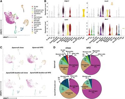 CD36 restricts lipid-associated macrophages accumulation in white adipose tissues during atherogenesis